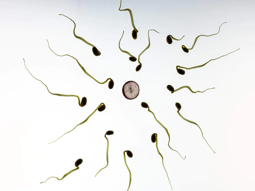 Is Your Underwear Reducing Your Sperm Count?