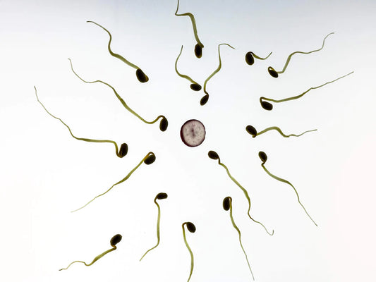Is Your Underwear Reducing Your Sperm Count?